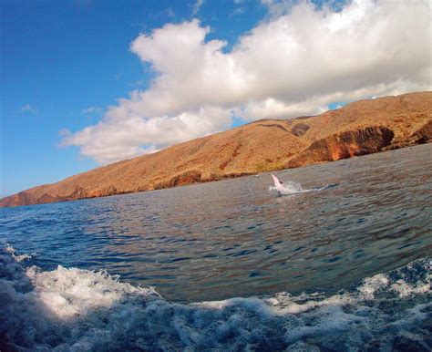 Lanai Snorkeling - Hawaii Ocean Rafting