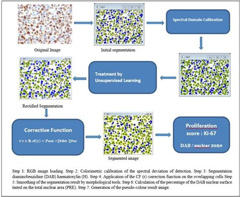 The diagram of the procedure of automated quantitative analysis of the ... 
