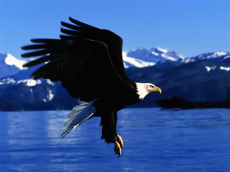 Easy Landing Alaska Wallpaper Birds Animals Wallpapers In  Format