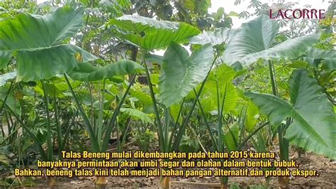 campus  ekspor product talas beneng pandeglang youtube