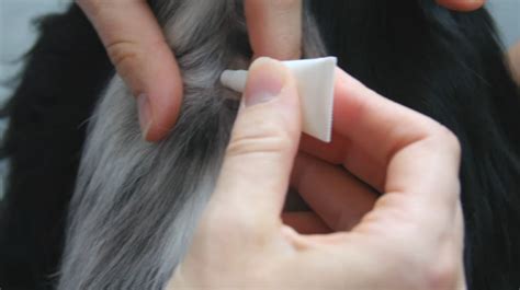 how to treat scabs on dogs