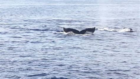 The 3 Best Kauai Whale Watching Tours How To See Them From Shore