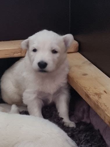 Profil de Berger Blanc Suisse Leroy Poids photos et détails