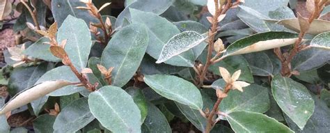 Elaeagnus Hedging | Hedging UK