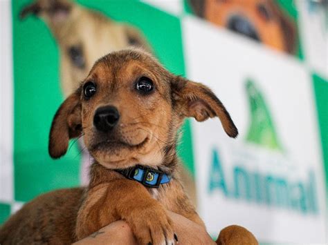 Campanha De Ado O De C Es E Gatos Na Sexta Feira Prefeitura De Angra