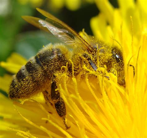 File:Pollination Bee Dandelion Zoom.JPG - Wikimedia Commons