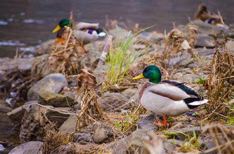 Free Images Nature Lake Animal River Pond Wildlife Beak