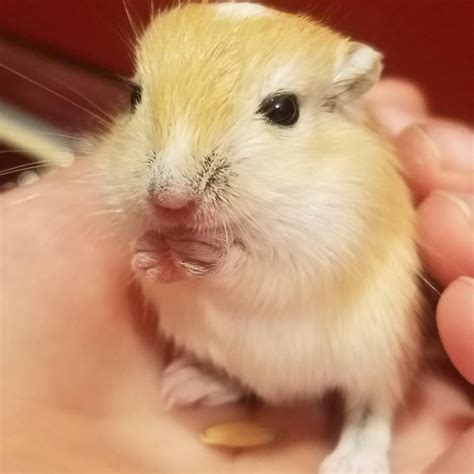 Gerbils for Sale. Gerbil Breeder in Putnam County, New York | Gerbil Hub