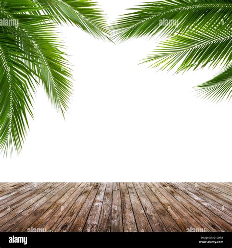 Coconut Leaves And Wood Floor Isolated On White Background Design For