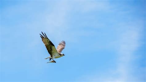 How Much Weight Can A Hawk Carry The Ultimate Guide