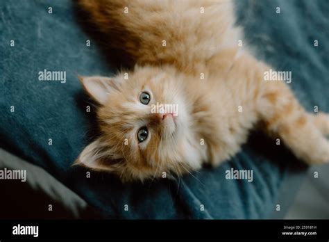 Fluffy Long Hair Ginger Kitten Stock Photo Alamy