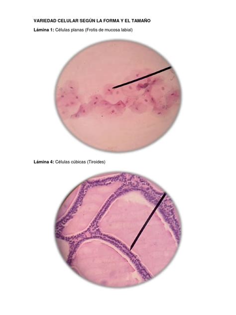 PDF Informe de Histología DOKUMEN TIPS