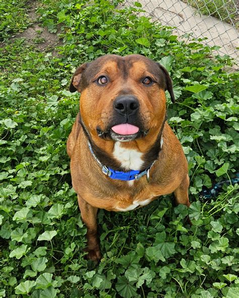 Bradshaw Animal Shelter - 🚨STATUS: EXTREME🚨 The Bradshaw Animal Shelter