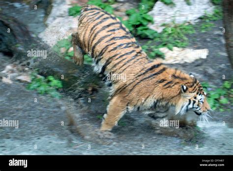 Tiger Jumping Stock Photos & Tiger Jumping Stock Images - Alamy