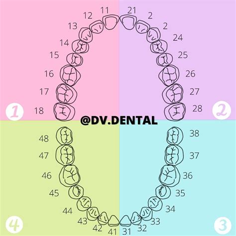 Nomenclatura FDI Higienista dental Odontología Anatomía dental