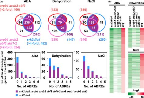 Figure 4 from Four Arabidopsis AREB/ABF transcription factors function ...
