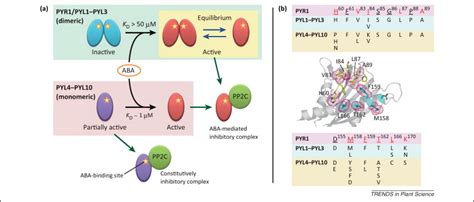 Structure And Function Of Abscisic Acid Receptors Trends In Plant Science