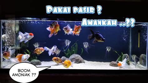 Bolehkah Aquarium Ikan Mas Koki Pakai Pasir And Hiasan Youtube