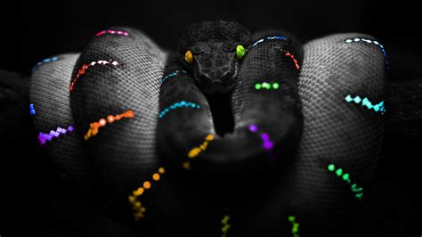 🔥 Free Download Rainbow Snake Computer Wallpaper Desktop By