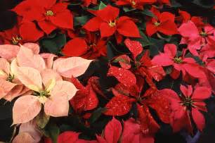 File:Poinsettia thumbnail.jpg - Wikipedia