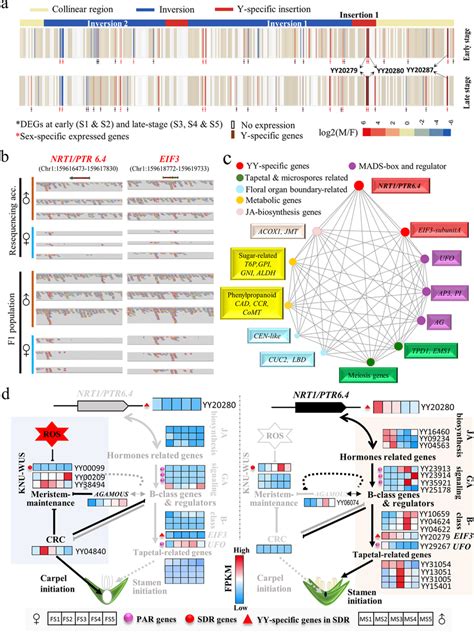 Proposed Mechanism For Spinach Sex Determination And Differentiation A