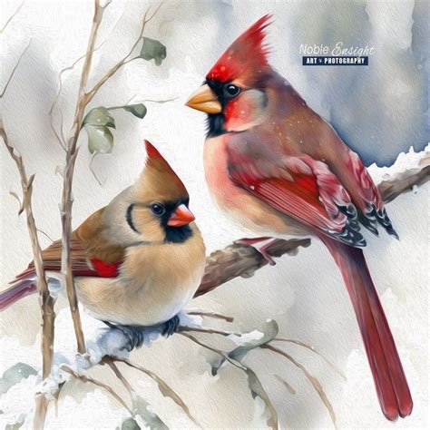 Northern Red Cardinal Female Cardinal Love Birds Watercolor Oil