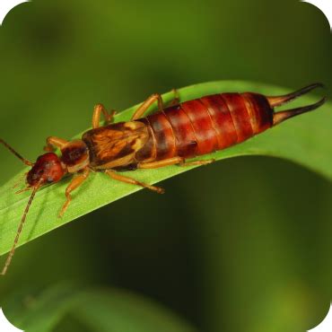 Earwig Control - Heat Wave Pest