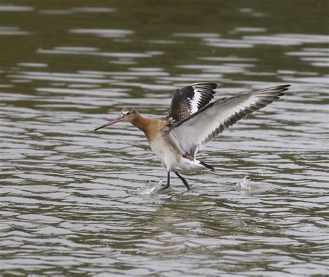 Black Tailed Godwit WWT Llanelli In Poor Light Howccp Alannah Flickr