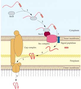 Protein Secretion Pathways BIOLOGY EASE