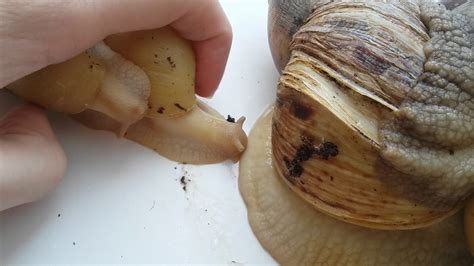 Моя огромная коллекция улиток ахатин,архахатин,древесников😍😍😍 - YouTube