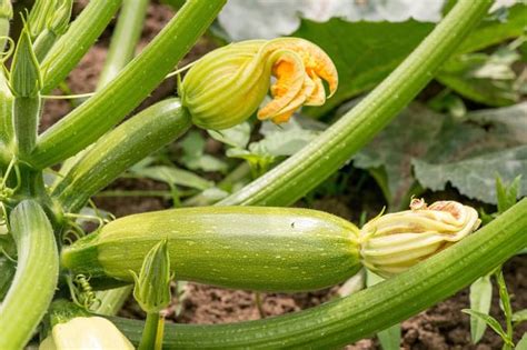 Zucchini In Hindi