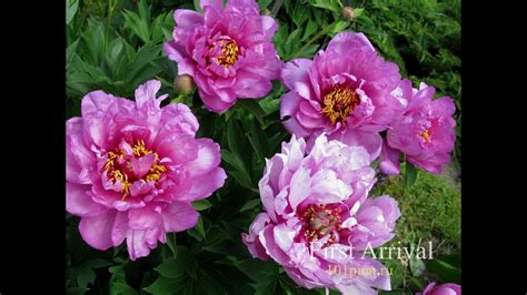 Ито-гибриды для Вашего Сада. Сорта. Часть 1. - YouTube