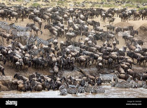 Thousands Of White Bearded Wildebeest And Zebras Gather On The Banks Of