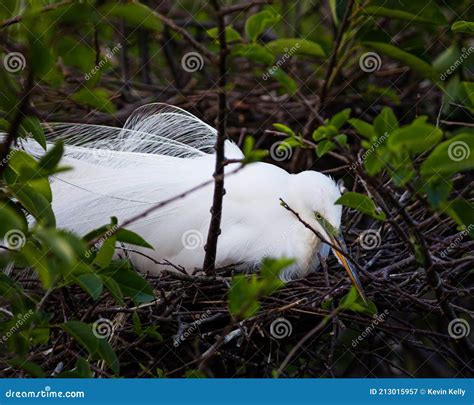 Great Egret Plumage And Breeding Season Stock Image Image Of Outdoors