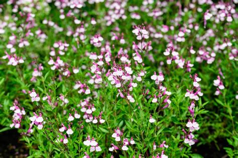 Large Evergreen Shrub Of White And Vivid Pink Salvia Microphylla Hot Lips Flowers Commonly