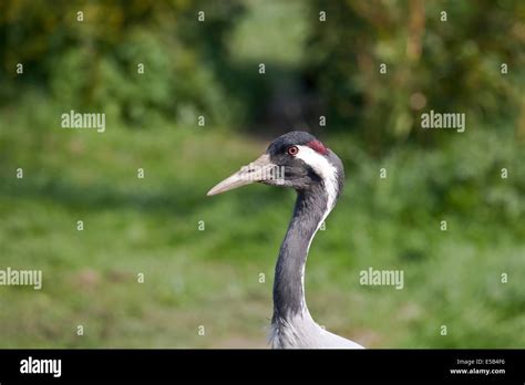 European crane hi-res stock photography and images - Alamy