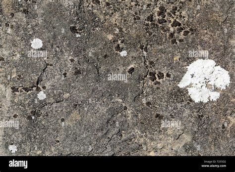 Lichen Paving Hi Res Stock Photography And Images Alamy