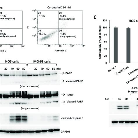 Coronarin D Induces Apoptosis In Osteosarcoma Cells Osteosarcoma Cells