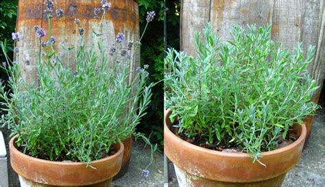 Ewa in the Garden: Pruning lavender for more flowers