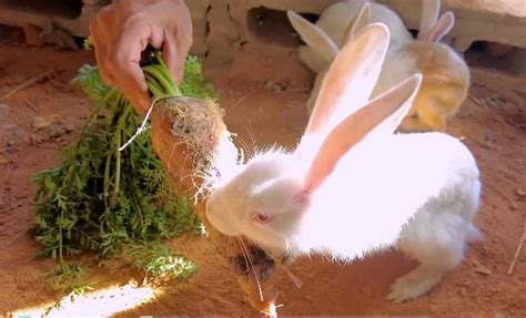 Quang Linh Vlog bất ngờ làm việc chấn động Angola bị dân mạng cảnh báo Hot KOLs Đời sống