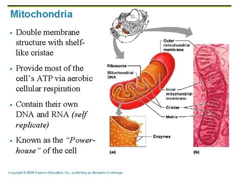 Objective Name And Label Cell Organelles On Diagrams