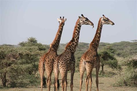 25 Neck Raising Facts About The Giraffe | Times Knowledge India