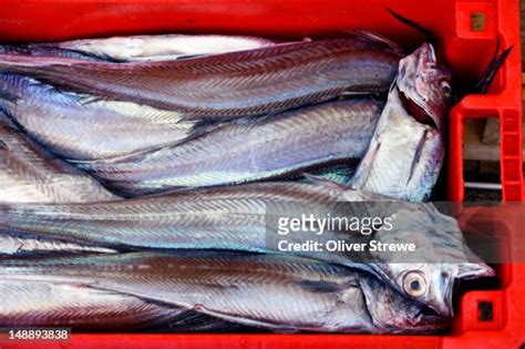 Freshly Caught Hoki Fish For Sale Wellington Trawling Sea Market 220