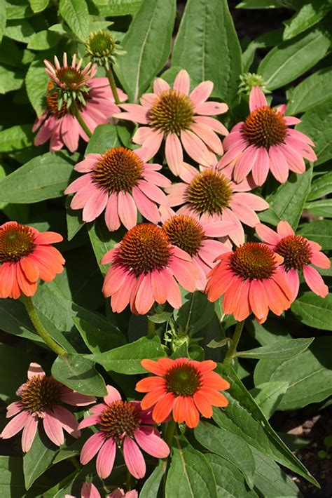 Sombrero Poco Hot Coral Coneflower Echinacea Balsomcor In Wilmette Chicago Evanston Glenview