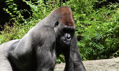 Lowland Gorilla Trekking In Kahuzi Biega National Park Congo