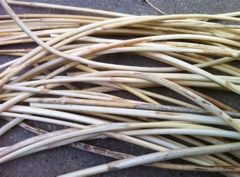 Wholesale 18mm To 50mm Polished Rattan Manau Cane Poles 100 Nature Dry