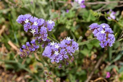 Premium Photo | Plant limonium sinuatum grows closeup