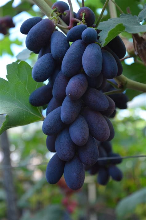 Виноград Красава (щеплений саджанець) – купити для вашого саду