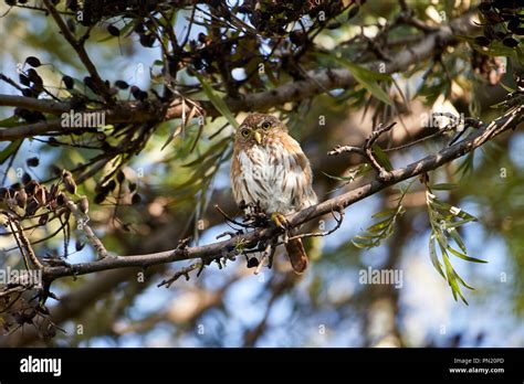 B Ho Pigmeo Ferruginosas Glaucidium Brasilianum Encaramado En Un