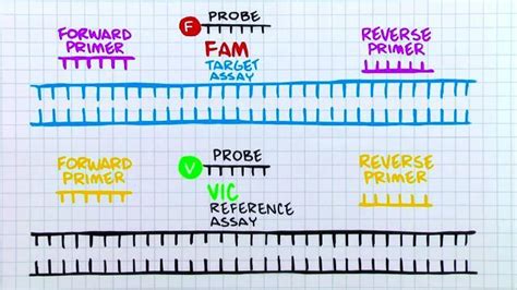 Development Of TaqMan-based Real-time RT-PCR Assay Based On, 48% OFF